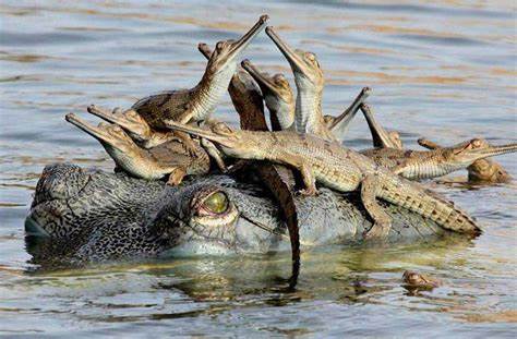 chambal safari 1